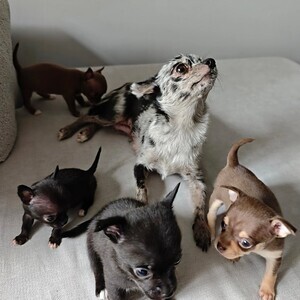 Micro Chihuahua Puppies - Exceptional Lines | PostAds PH