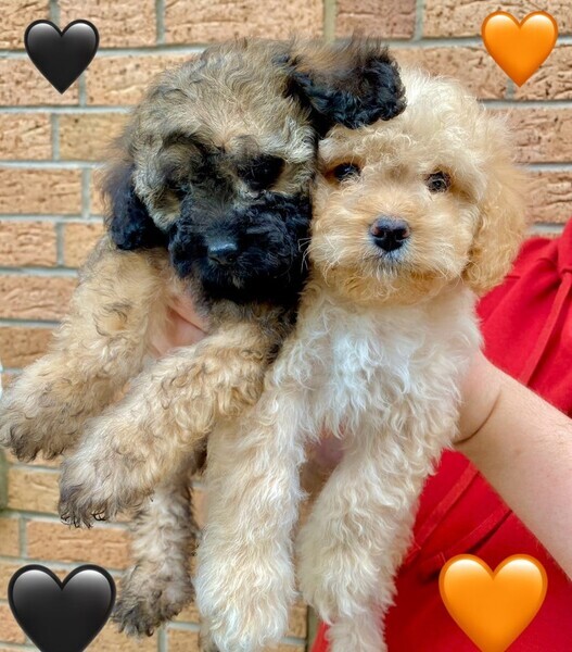 💖 Top Quality F1B Cavapoo Puppies DNA TESTED 💖