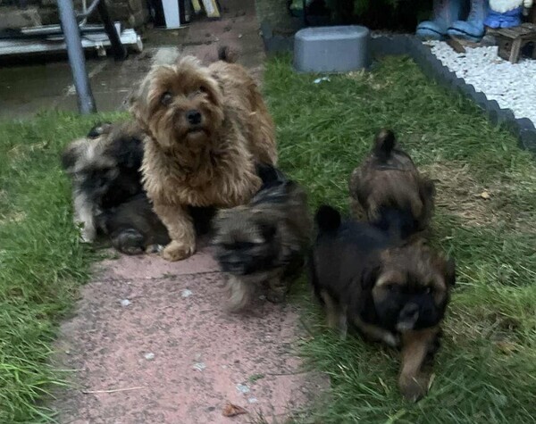 Puppies Yorkie Terrier and Shi Tzu mix