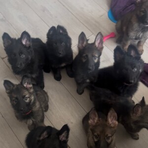 Czech German Shepherd KC Registered puppies | PostAds PH