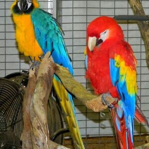 ✨ Stunning Exotic Parrots Ready for Loving Homes ✨ | PostAds PH