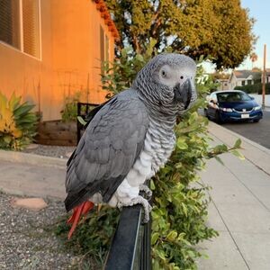 🦜 Intelligent & Charming African Grey Parrots Ready for New Homes 🦜 | PostAds PH