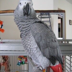 Talking African Grey Parrots – Smart, Tame & Ready for New Homes! | PostAds PH