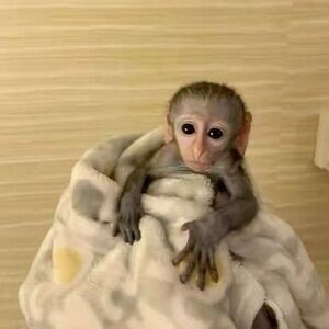 1. 🐒 Sweet & Playful Capuchin Monkeys – Your New Best Friend Awaits! 💕 | PostAds PH