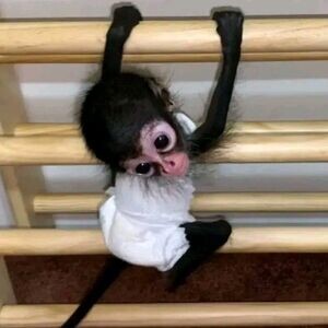 🌟 Adorable Baby Capuchin Monkeys – Tame, Healthy & Full of Love! 🐵 | PostAds PH