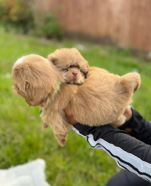 🐶 Rare Chocolate Shih Tzu Puppy – Sweet, Playful & Ready for a Loving Home!