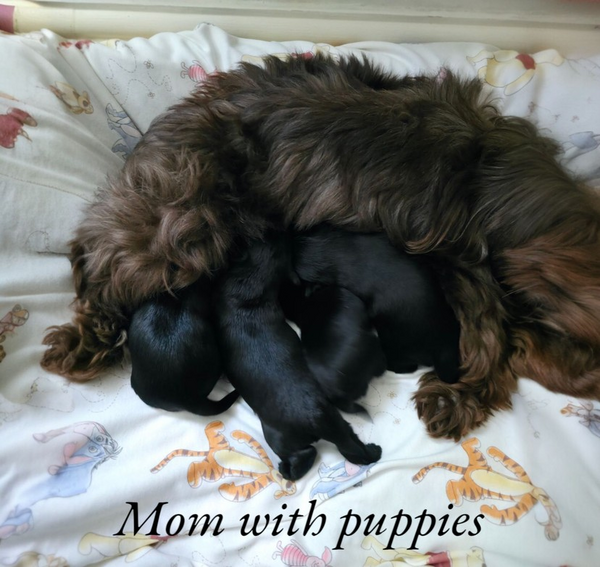 Rare Black Yorkie -Gen Pedigree–