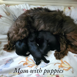 Rare Black Yorkie -Gen Pedigree– | PostAds PH