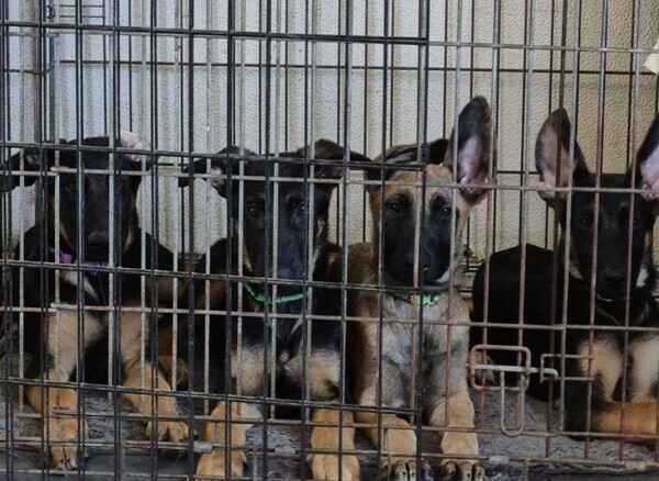 Belgian malinois pups