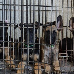 Belgian malinois pups | PostAds PH