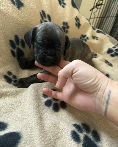 Beautiful Frenchie cross dachshund puppies