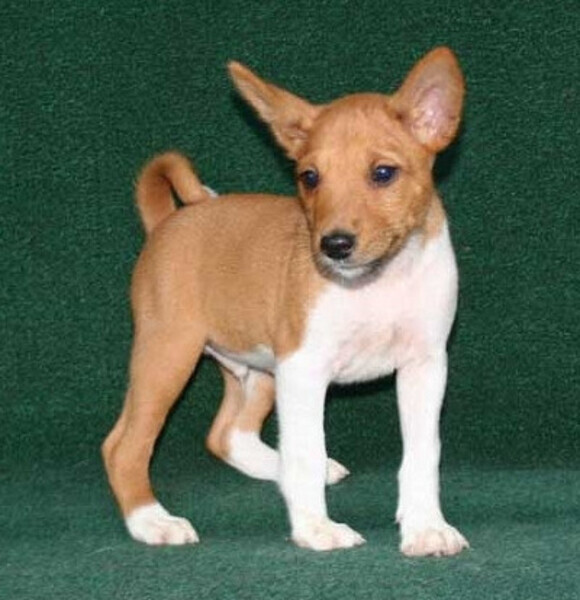 Basenji Puppies Viber:(+63-9455-189-371) xxxxxxx