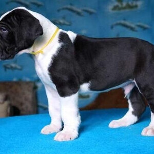 Great dane puppies Viber:(+63-9455-189-371) | PostAds PH