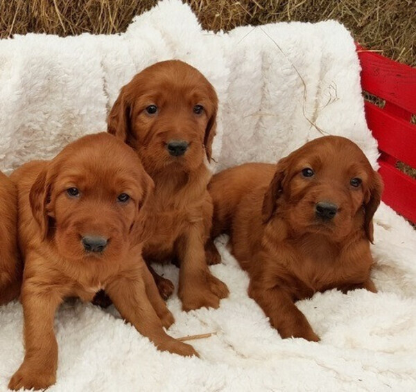 Irish setter puppies Viber:(+63-9455-189-371)