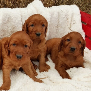 Irish setter puppies Viber:(+63-9455-189-371) | PostAds PH