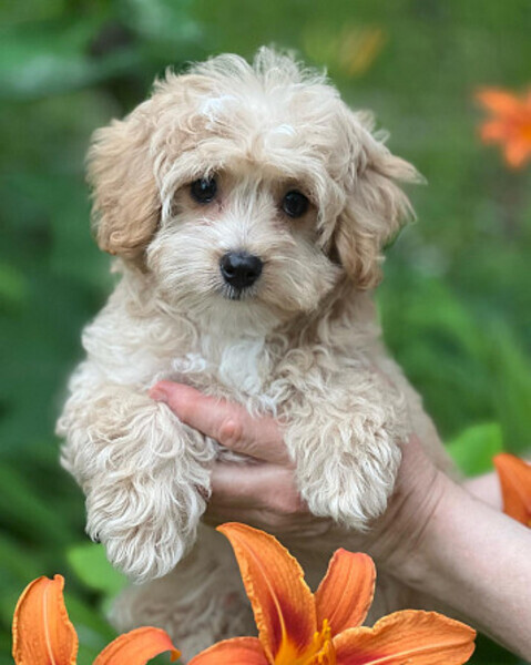 Maltipoo puppies Viber:+63-9455-189-371