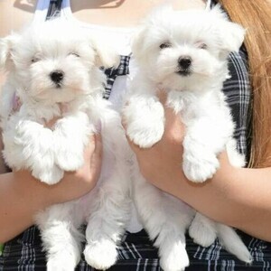 Maltese puppies Viber:(+63-9455-189-371) | PostAds PH