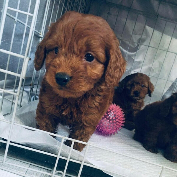 Cavapoo puppies Viber:(+63-9455-189-371)  xxx