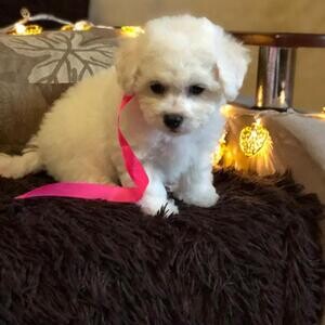 Bichon Frise Puppies Viber:(+63-9455-189-371) xxxxxxx | PostAds PH