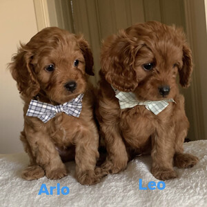 Cute Cavoodle Puppies available for Rehoming | PostAds PH