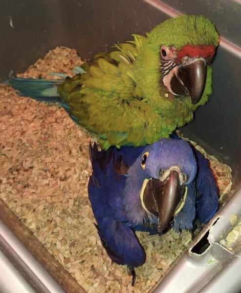 Parrots and Parrot Eggs
