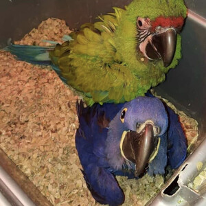 Parrots and Parrot Eggs | PostAds PH