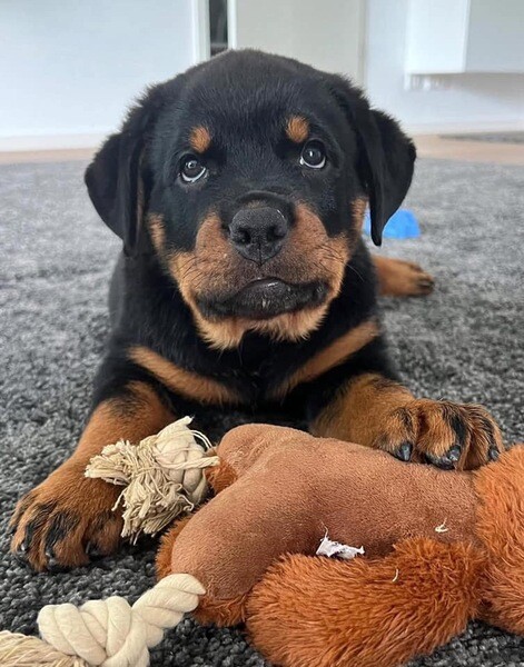 Rottweiler puppies available for adoption 
