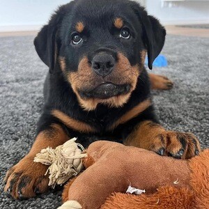 Rottweiler puppies available for adoption | PostAds PH