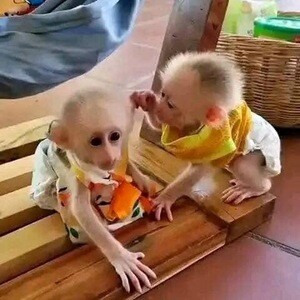 CAPUCHIN MONKEYS AVAILABLE FOR ADOPTION | PostAds PH