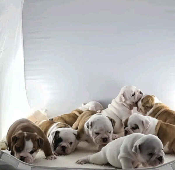 English Bulldog puppies for Adoption 