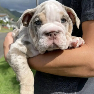 Adorable English Bulldog puppies For Adoption | PostAds PH
