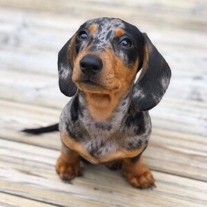 Dachshund Puppies Available For Adoption | PostAds PH