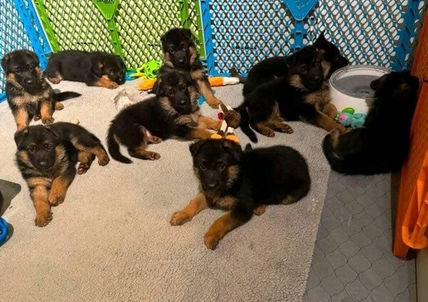 Adorable Germany Shepherds puppies Available.
