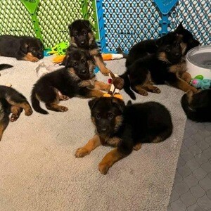 Adorable Germany Shepherds puppies Available. | PostAds PH