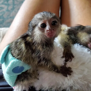 Marmoset Monkeys available for adoption | PostAds PH