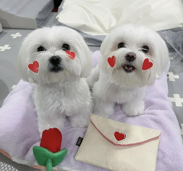 Maltese puppies available for adoption 