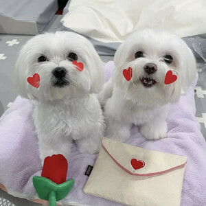 Maltese puppies available for adoption | PostAds PH