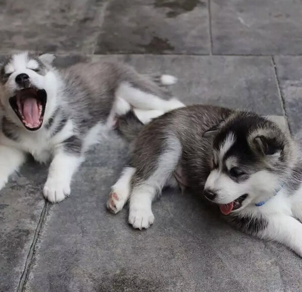 Sweet Siberian husky available for adoption 