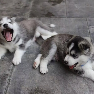 Sweet Siberian husky available for adoption | PostAds PH