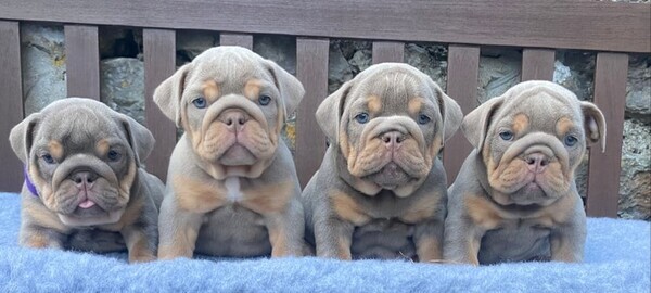 French Bulldog Puppies Available – Top Quality & Well-Bred 🐾
