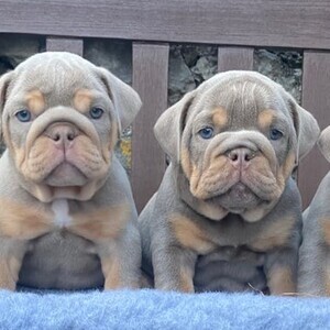 French Bulldog Puppies Available – Top Quality & Well-Bred 🐾 | PostAds PH