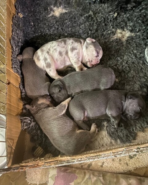 Cute Frenchie puppies for sale 