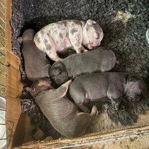 Cute Frenchie puppies for sale | PostAds PH