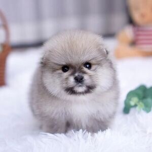 Pomeranian puppy’s | PostAds PH