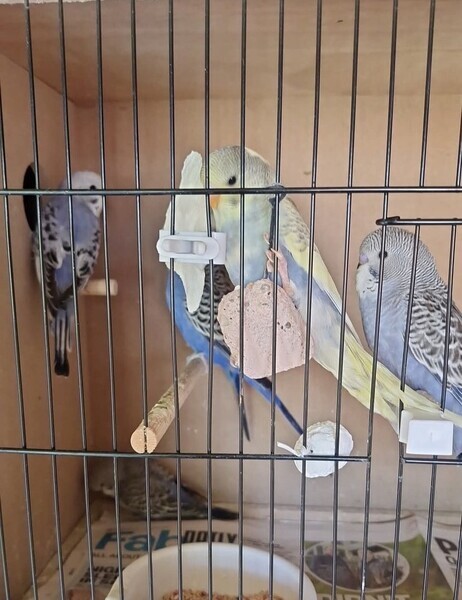 budgies for sale