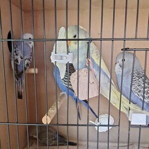 budgies for sale | PostAds PH