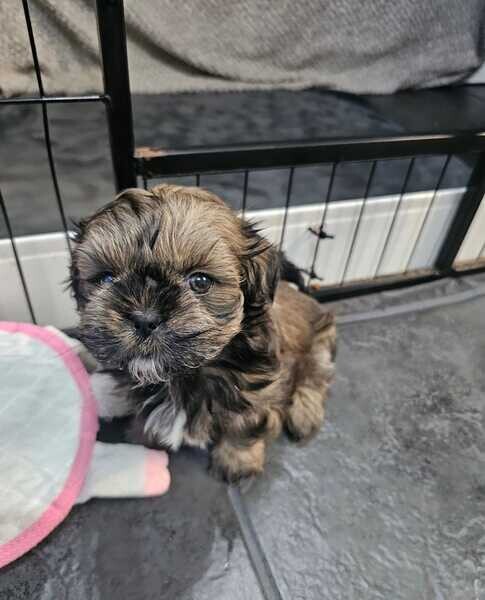 4 Adorable Shih Tzu pups