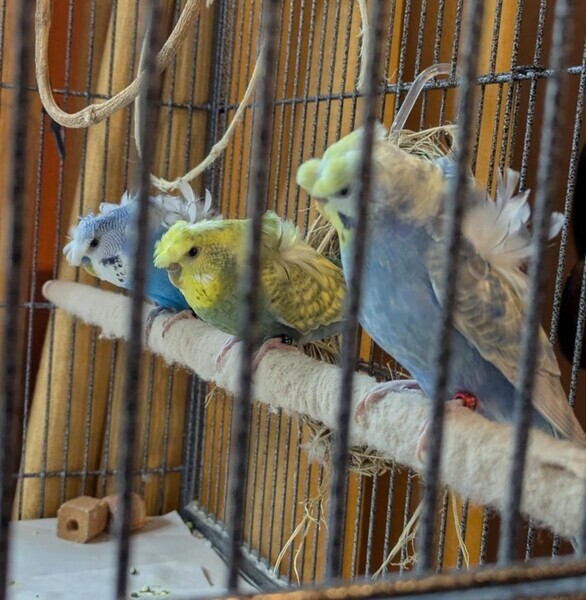 Japanese crested Hagoromos for sale