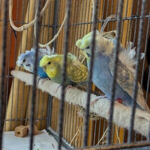 Japanese crested Hagoromos for sale | PostAds PH