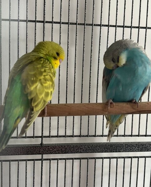 Hand reared tame baby budgies